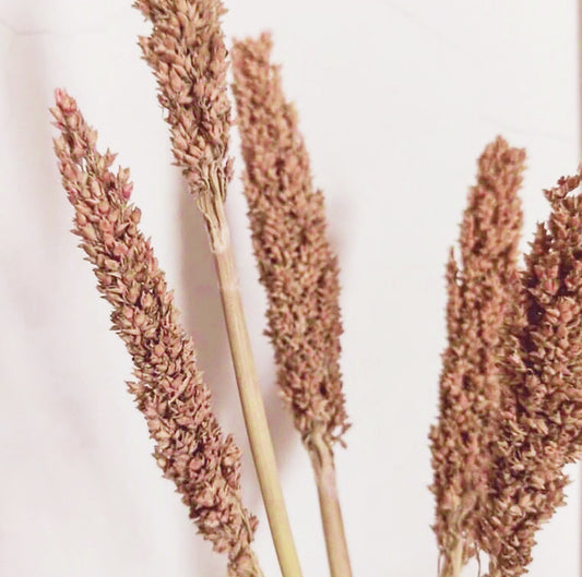 Cantal Gräsbukett - Rost